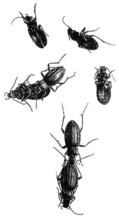 《昆虫记》插图